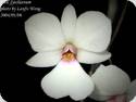 Dendrobium fytchianum